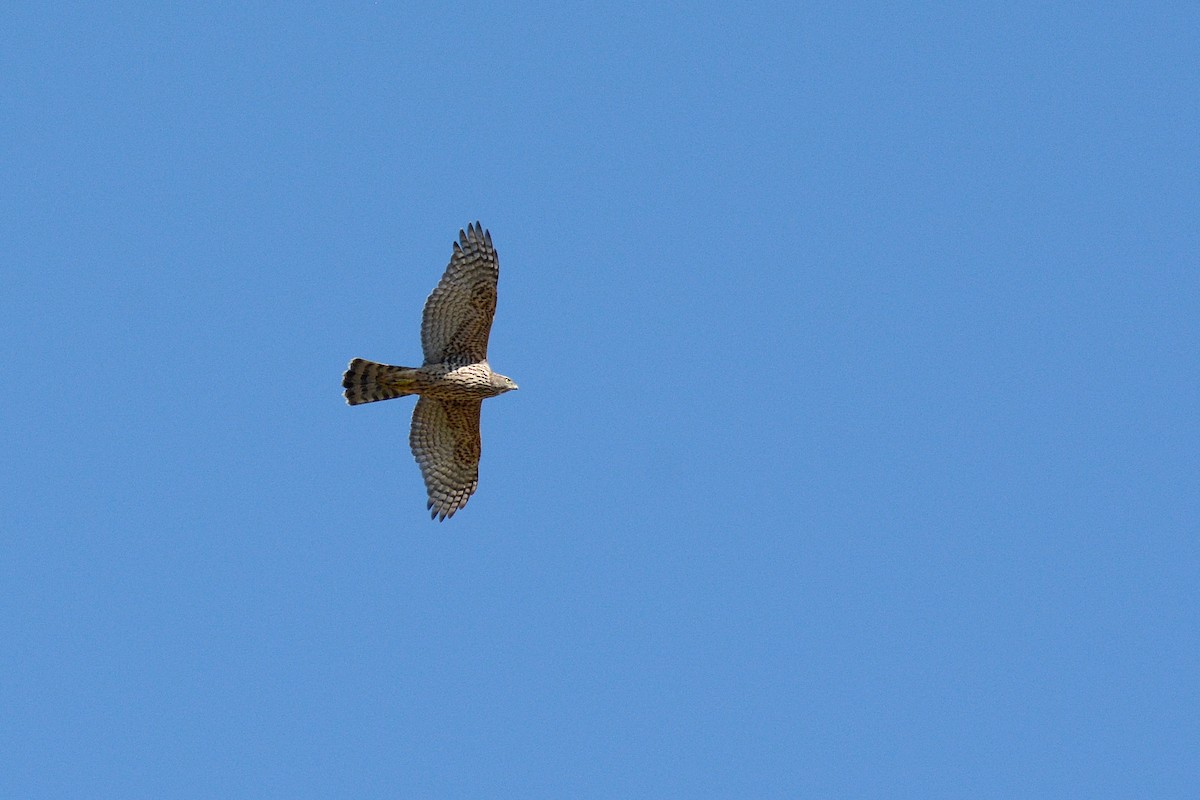 Eurasian Goshawk - ML625530508