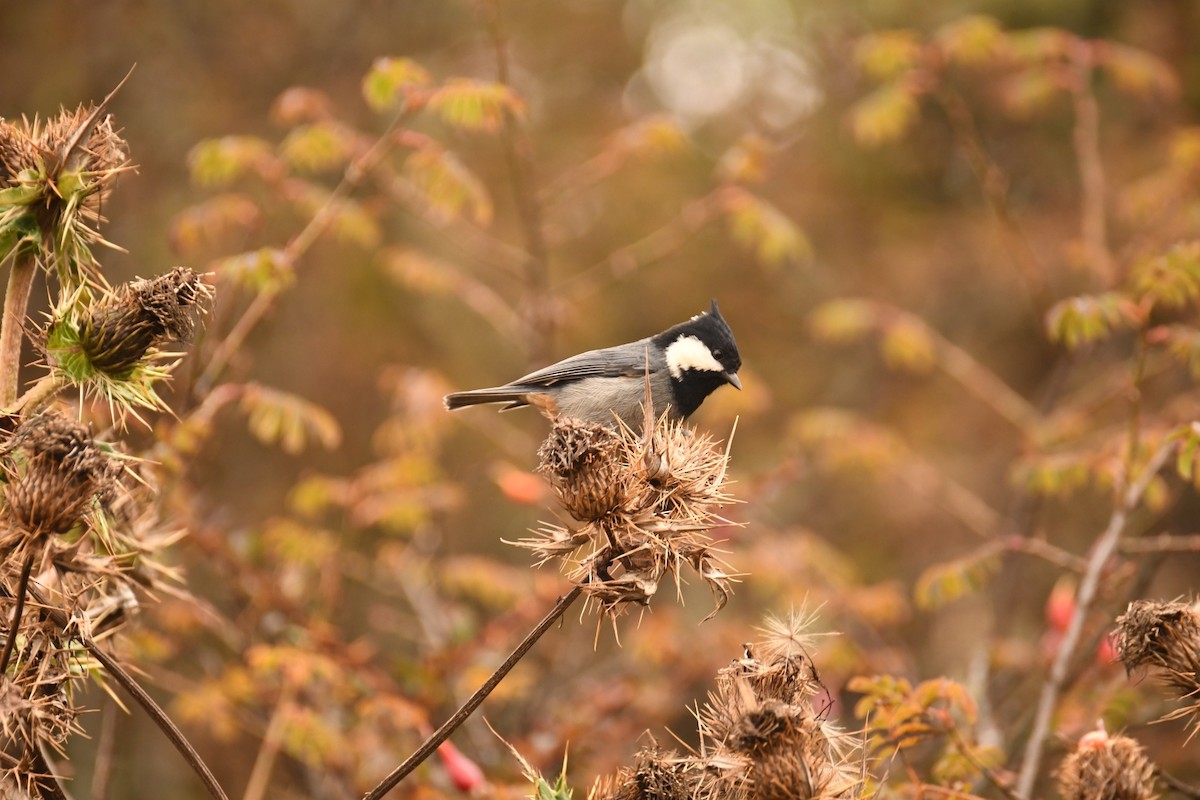 Rufous-vented Tit - ML625530559