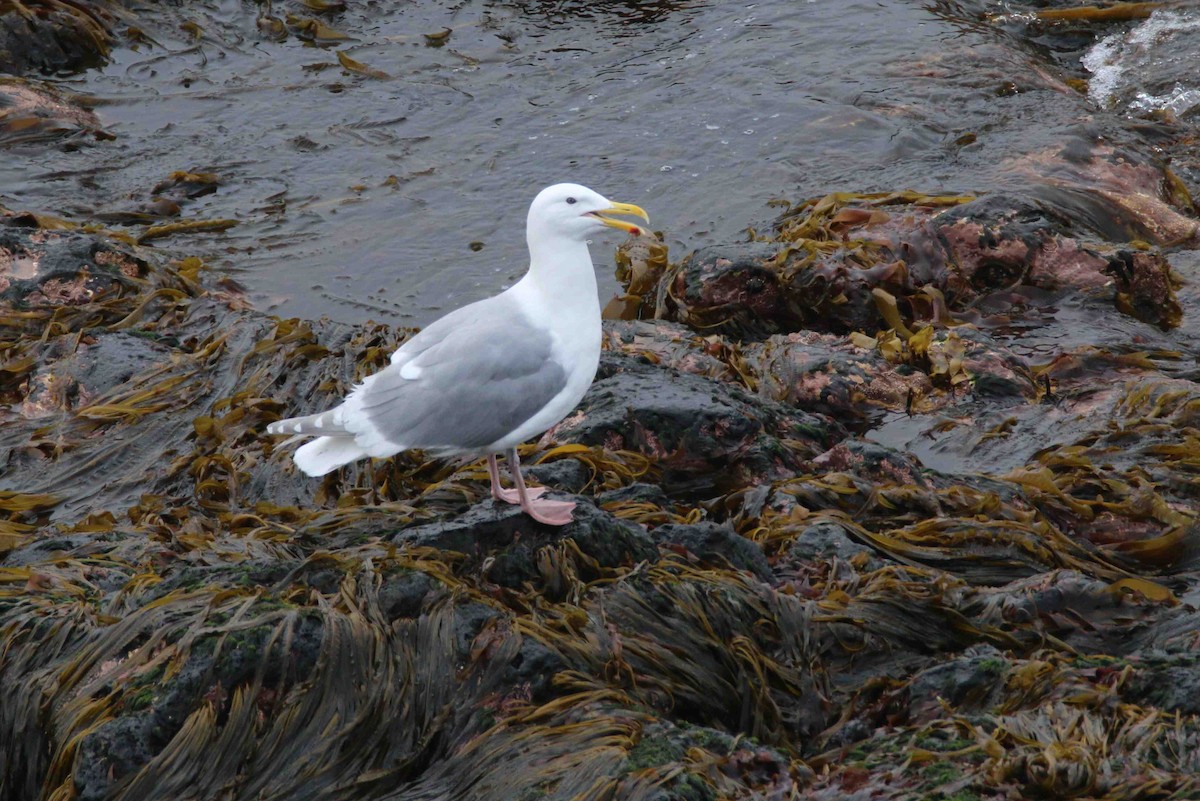 Gaviota de Bering - ML62553061