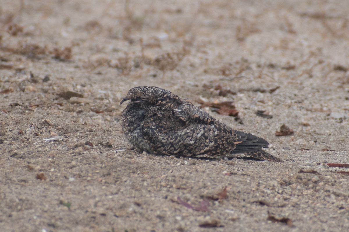 Band-winged Nightjar - ML625530614