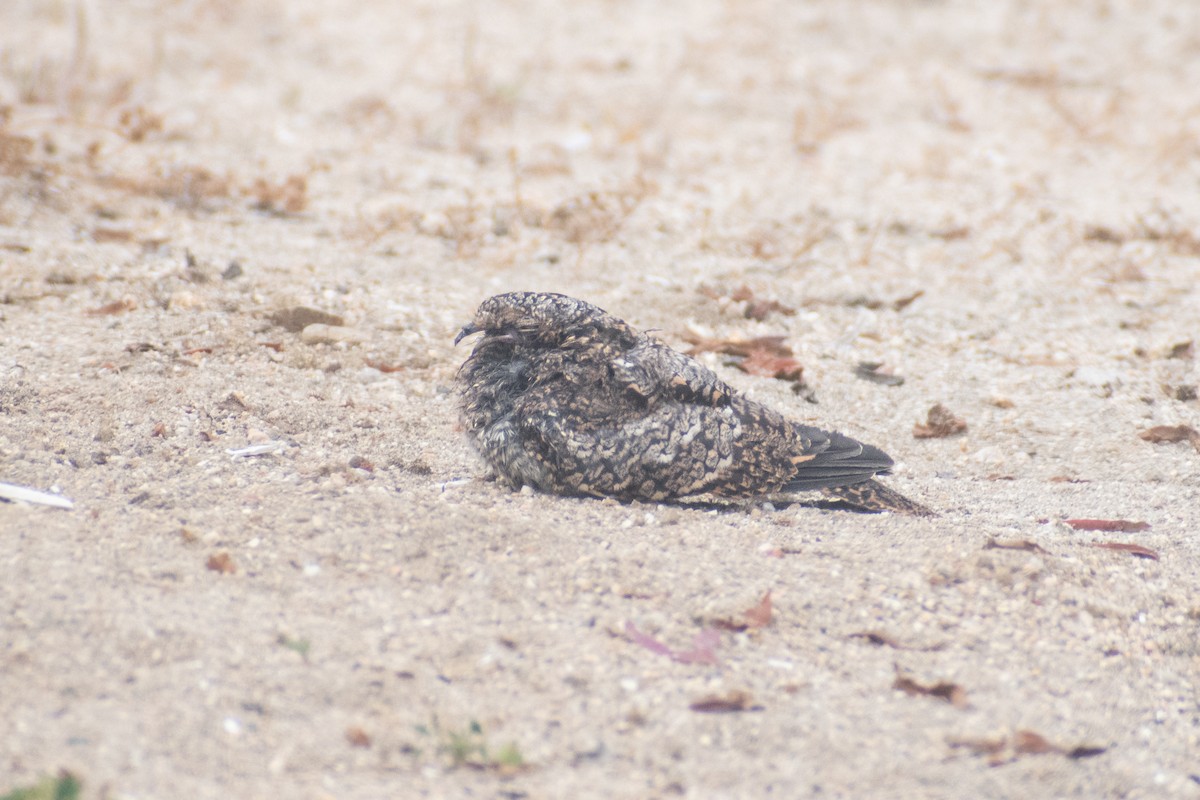 Band-winged Nightjar - ML625530615