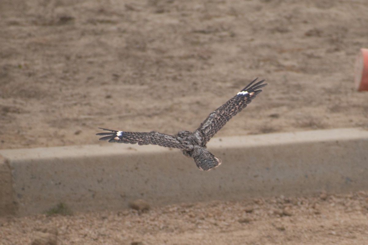 Band-winged Nightjar - ML625530616