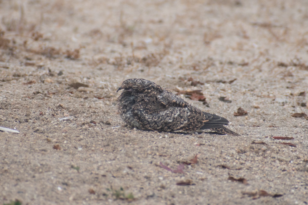 Band-winged Nightjar - ML625530617