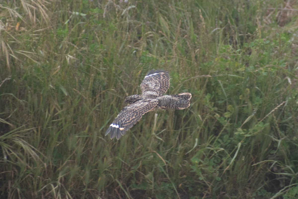 Band-winged Nightjar - ML625530618