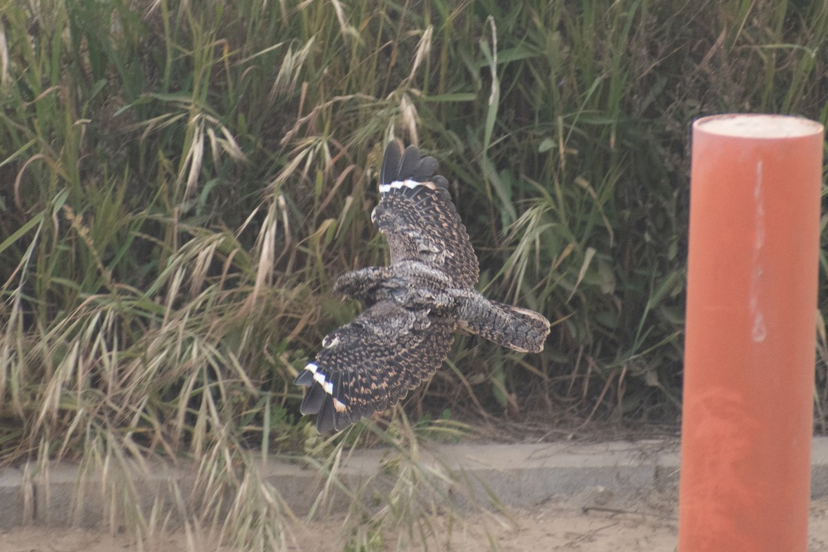 Band-winged Nightjar - ML625530619