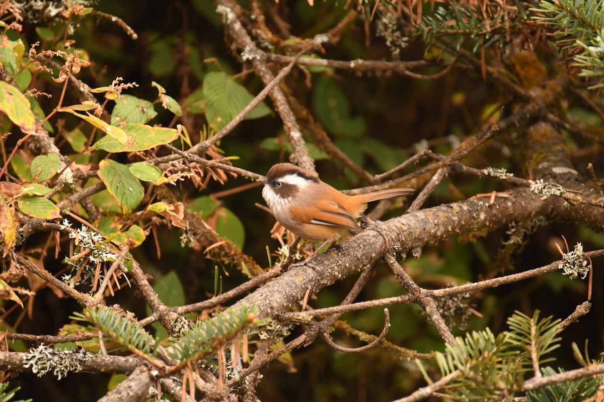 White-browed Fulvetta - ML625530649