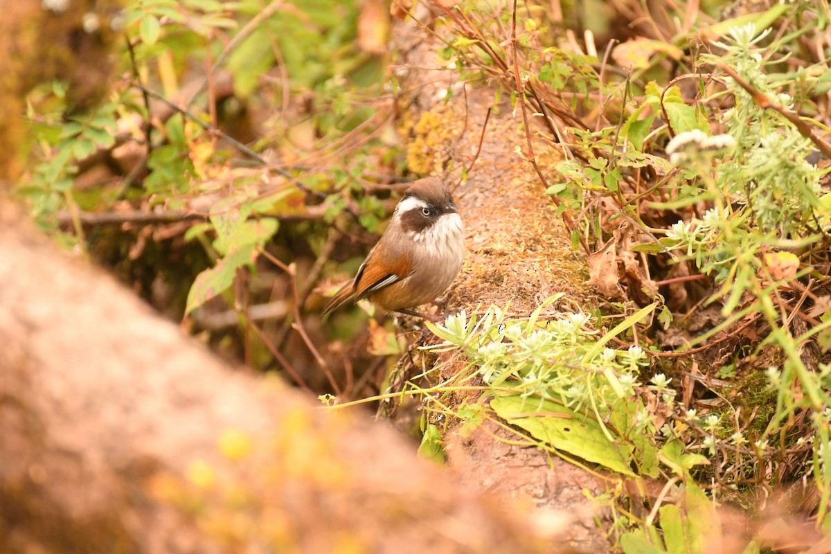 White-browed Fulvetta - ML625530650