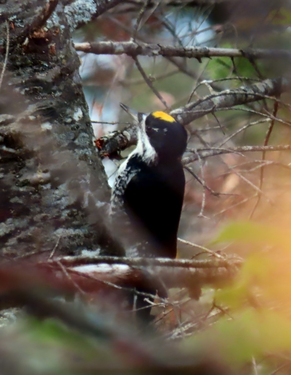 Black-backed Woodpecker - ML625530706