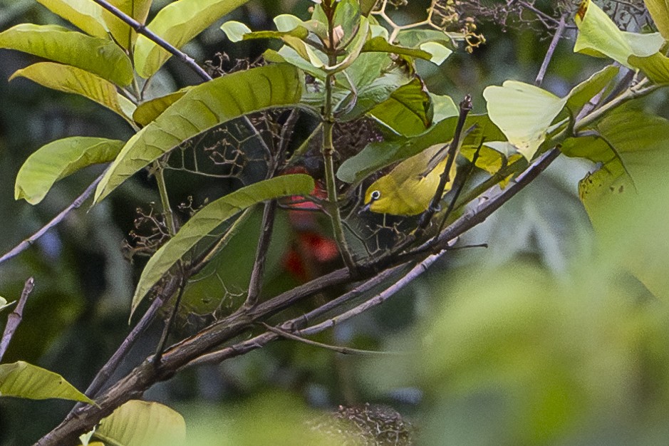 Northern Yellow White-eye (senegalensis/demeryi) - ML625530756
