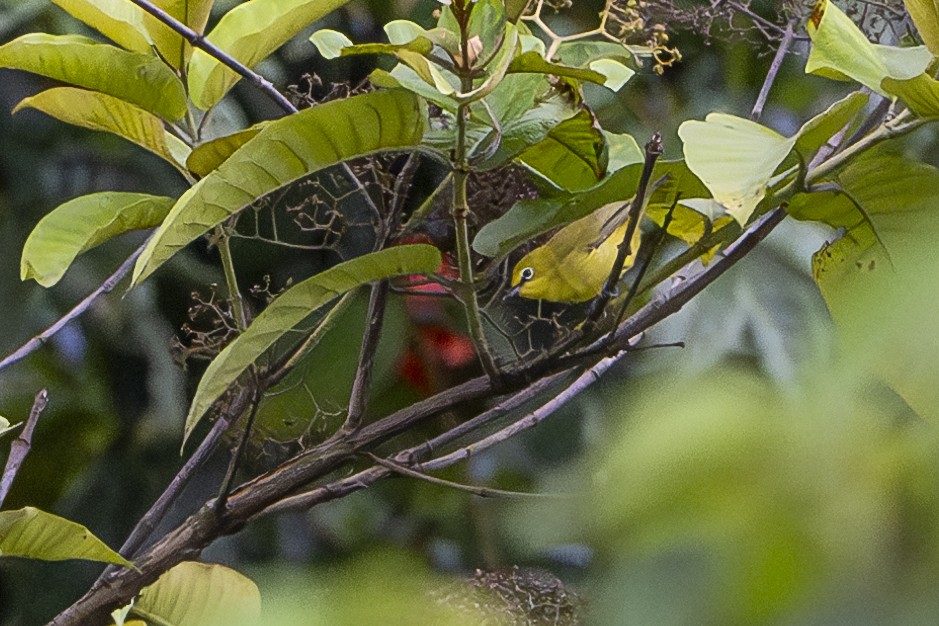 Окулярник сенегальський (підвид senegalensis/demeryi) - ML625530756