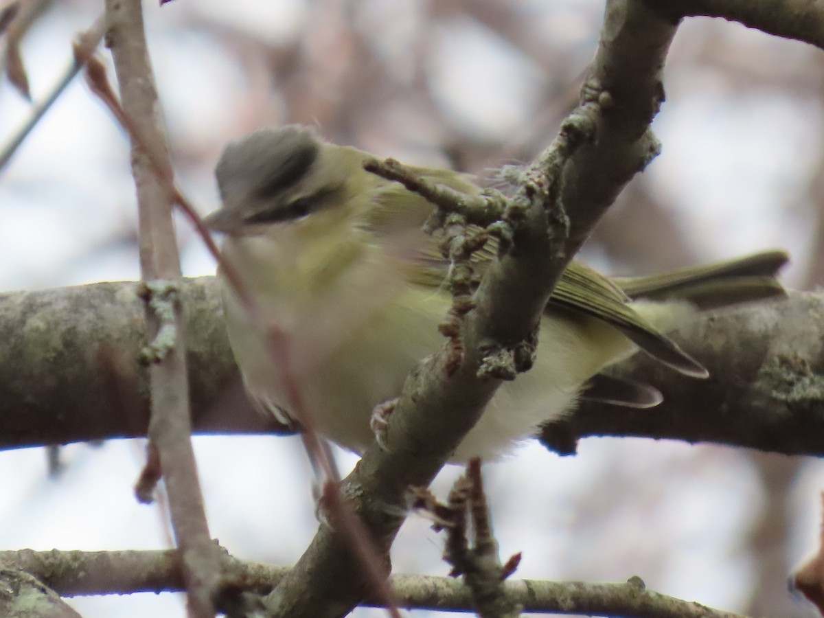 Red-eyed Vireo - ML625530768