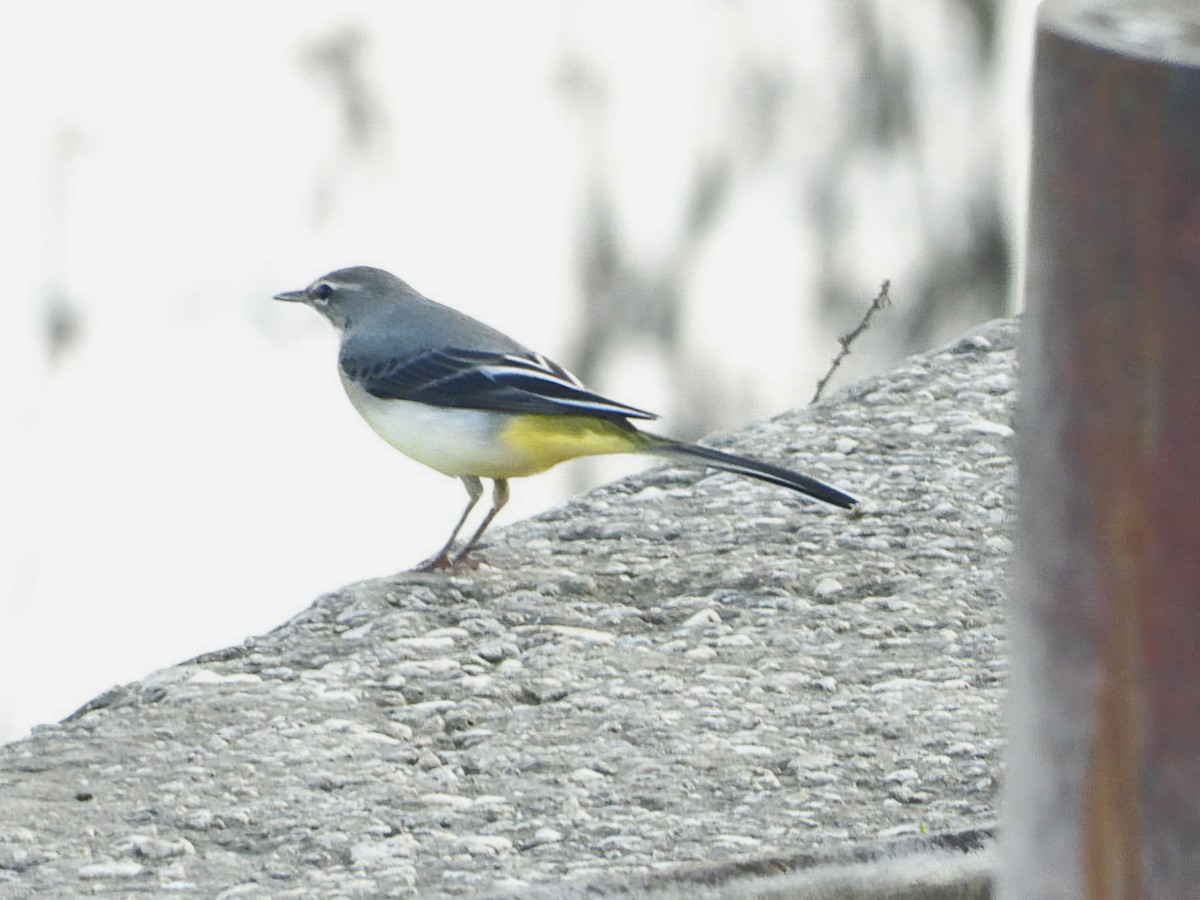 Gray Wagtail - ML625530907