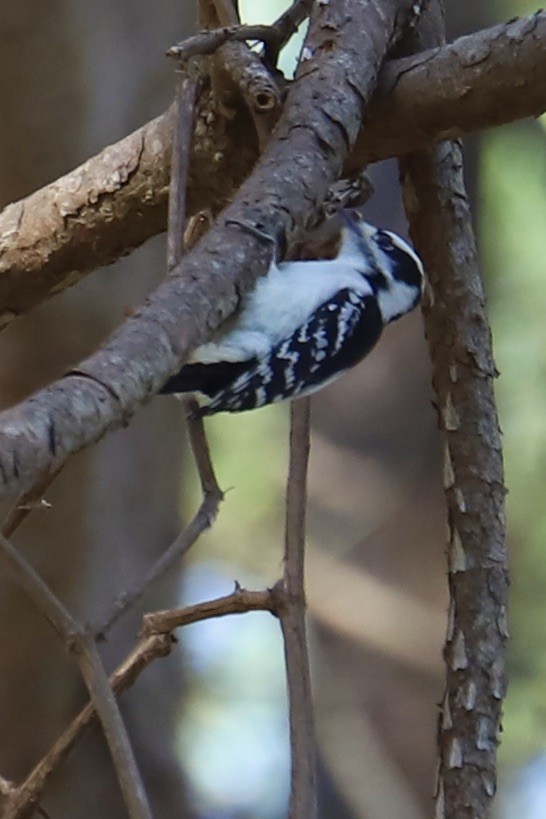 Downy Woodpecker - ML625530908