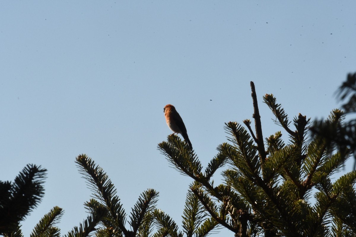 Red-headed Bullfinch - ML625531052