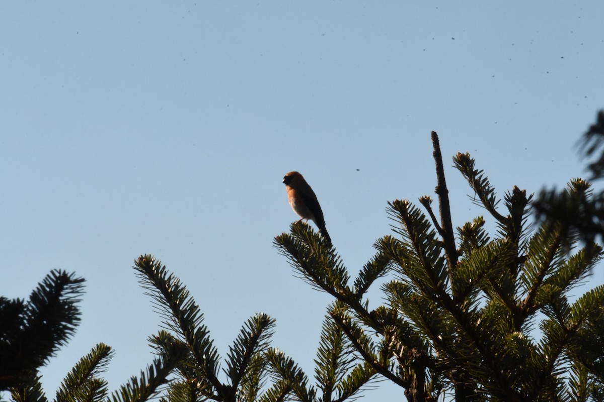 Red-headed Bullfinch - ML625531053