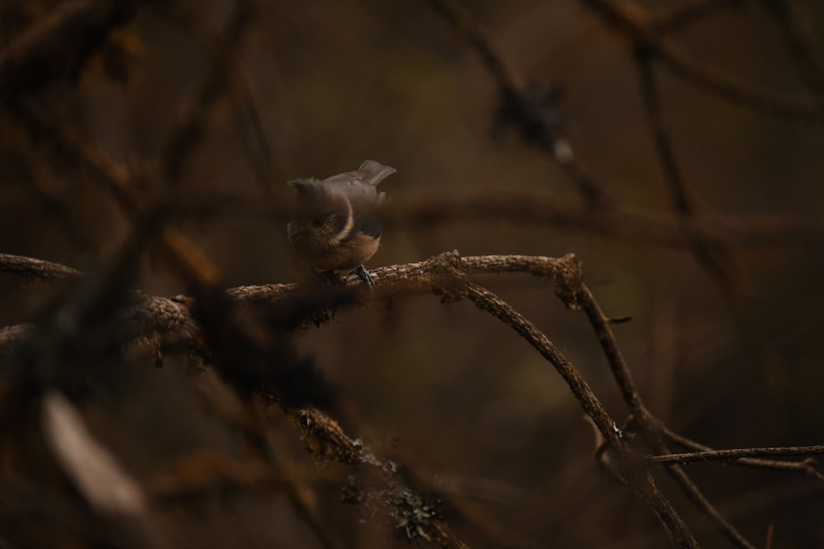 Gray-crested Tit - ML625531069