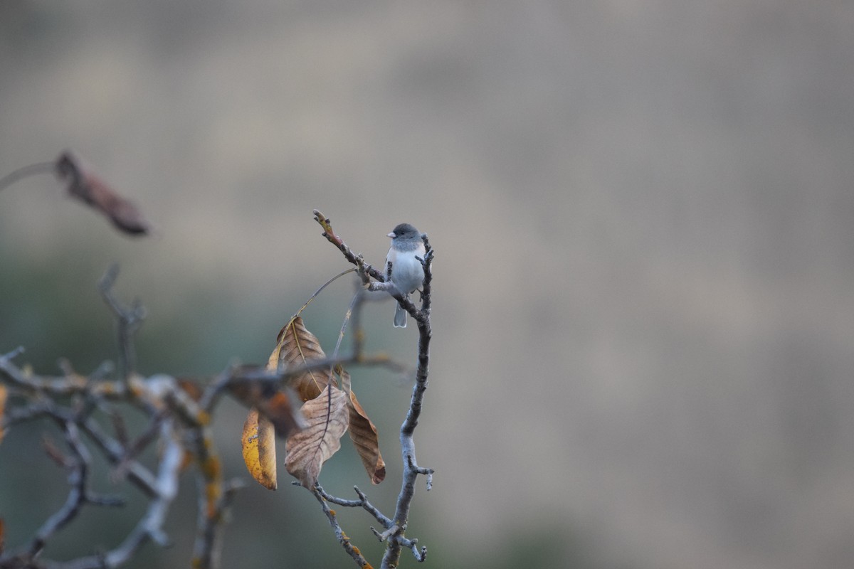 vinterjunko - ML625531119