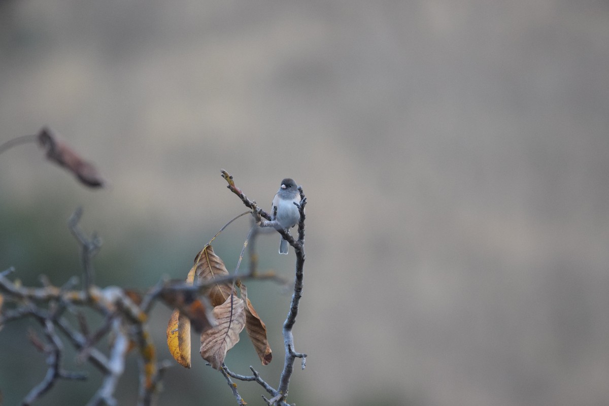 vinterjunko - ML625531124