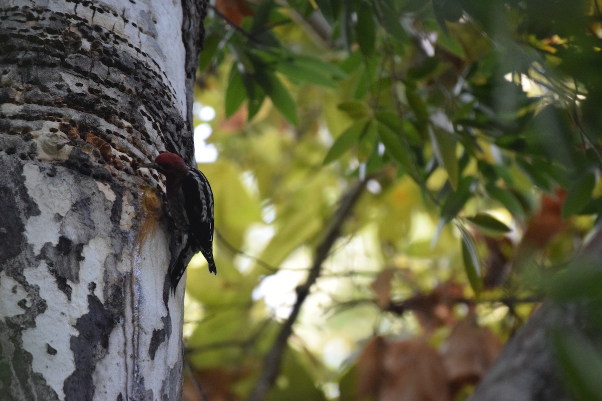 rødbrystsevjespett - ML625531182