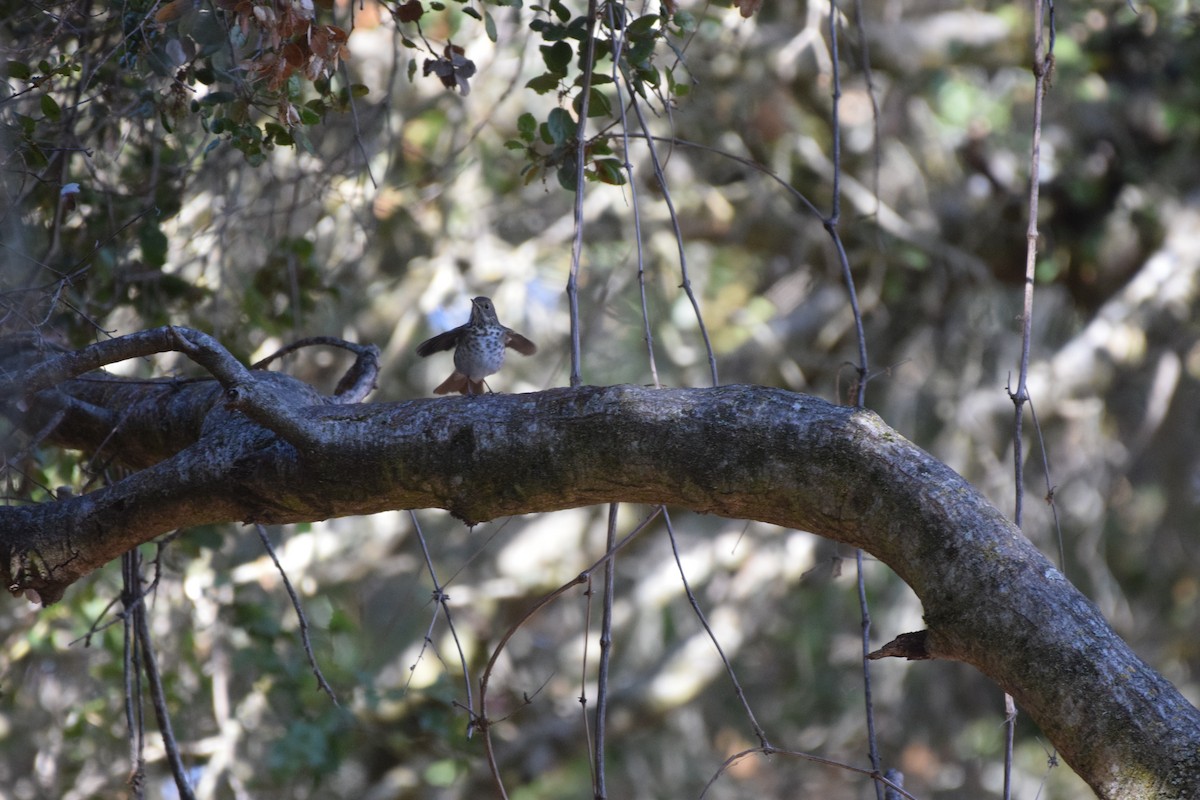 eremittskogtrost - ML625531230