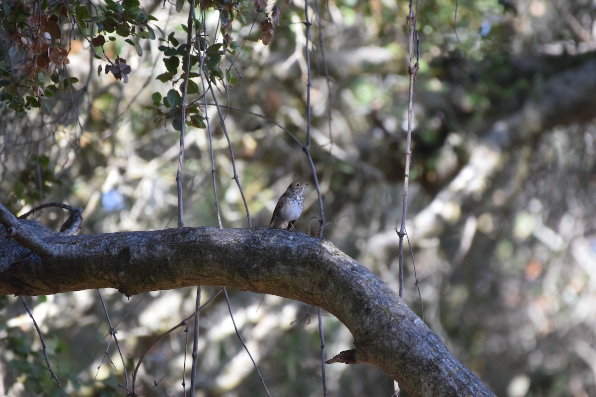 eremittskogtrost - ML625531233