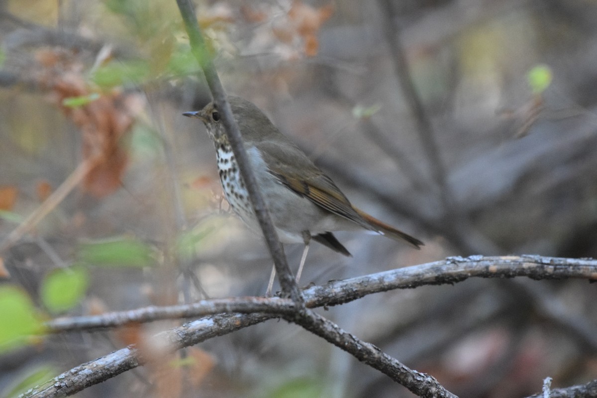 eremittskogtrost - ML625531241