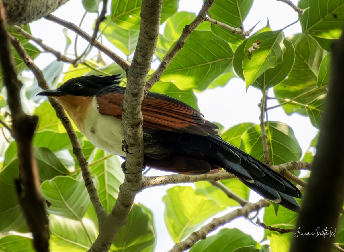 Chestnut-winged Cuckoo - Arunava Dutta