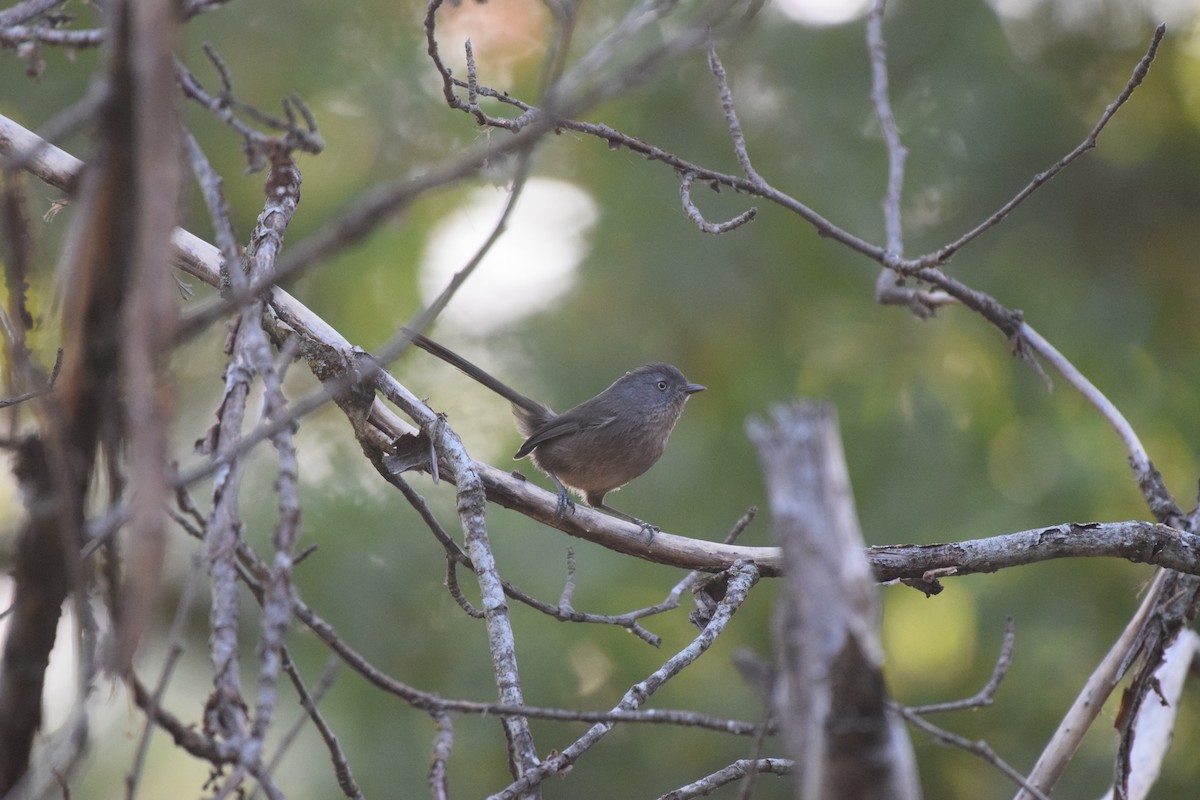 chaparralfugl - ML625531271