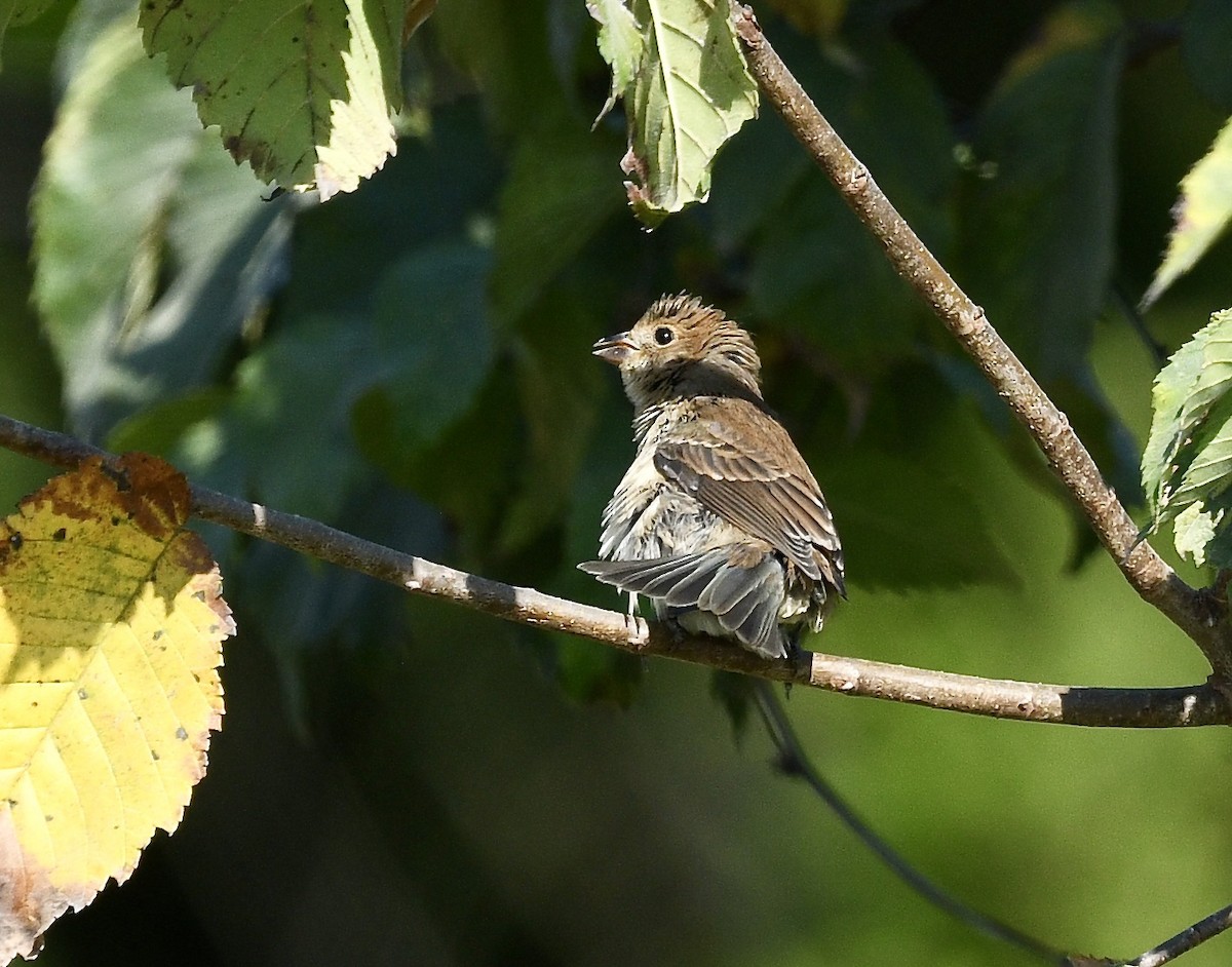 Indigo Bunting - ML625531276