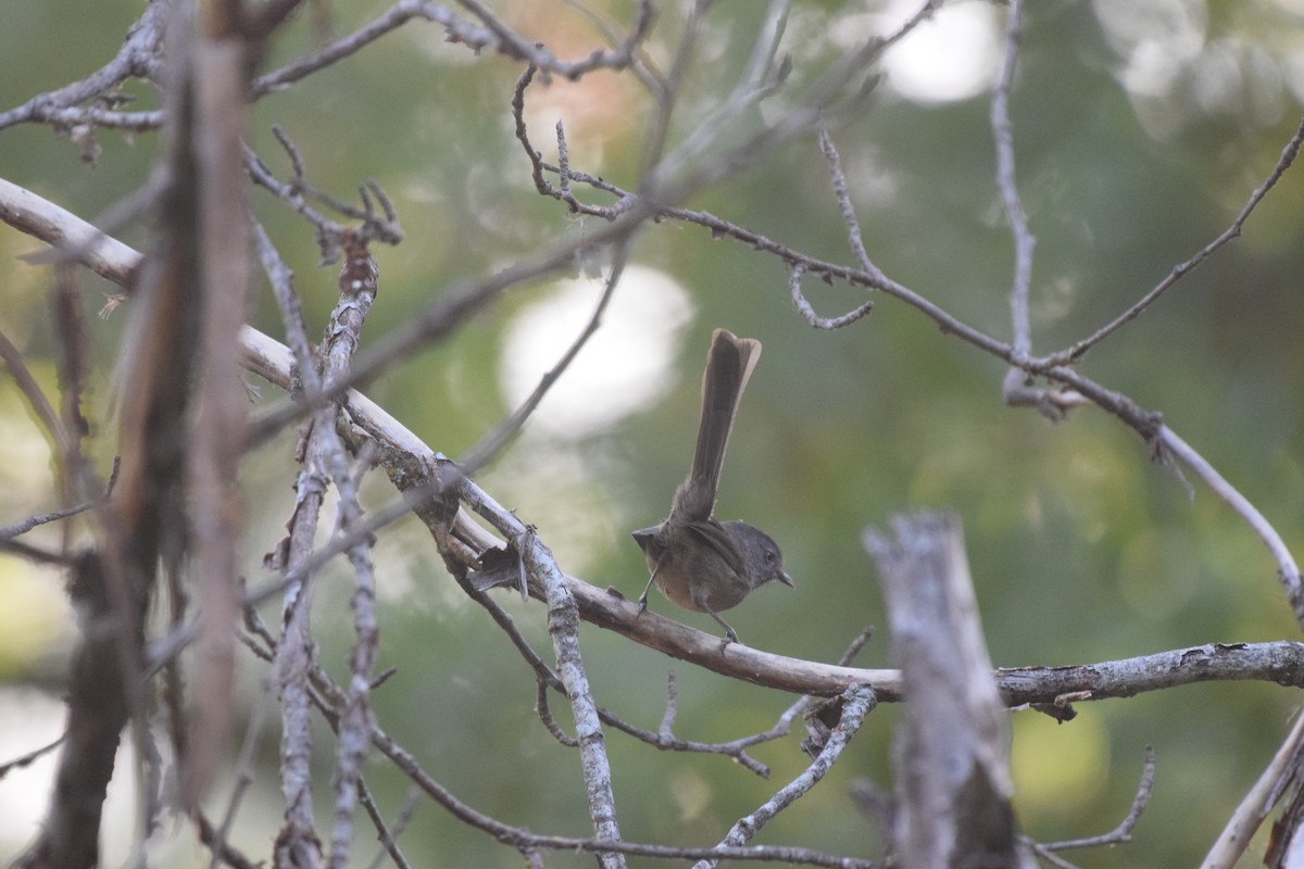 chaparralfugl - ML625531279