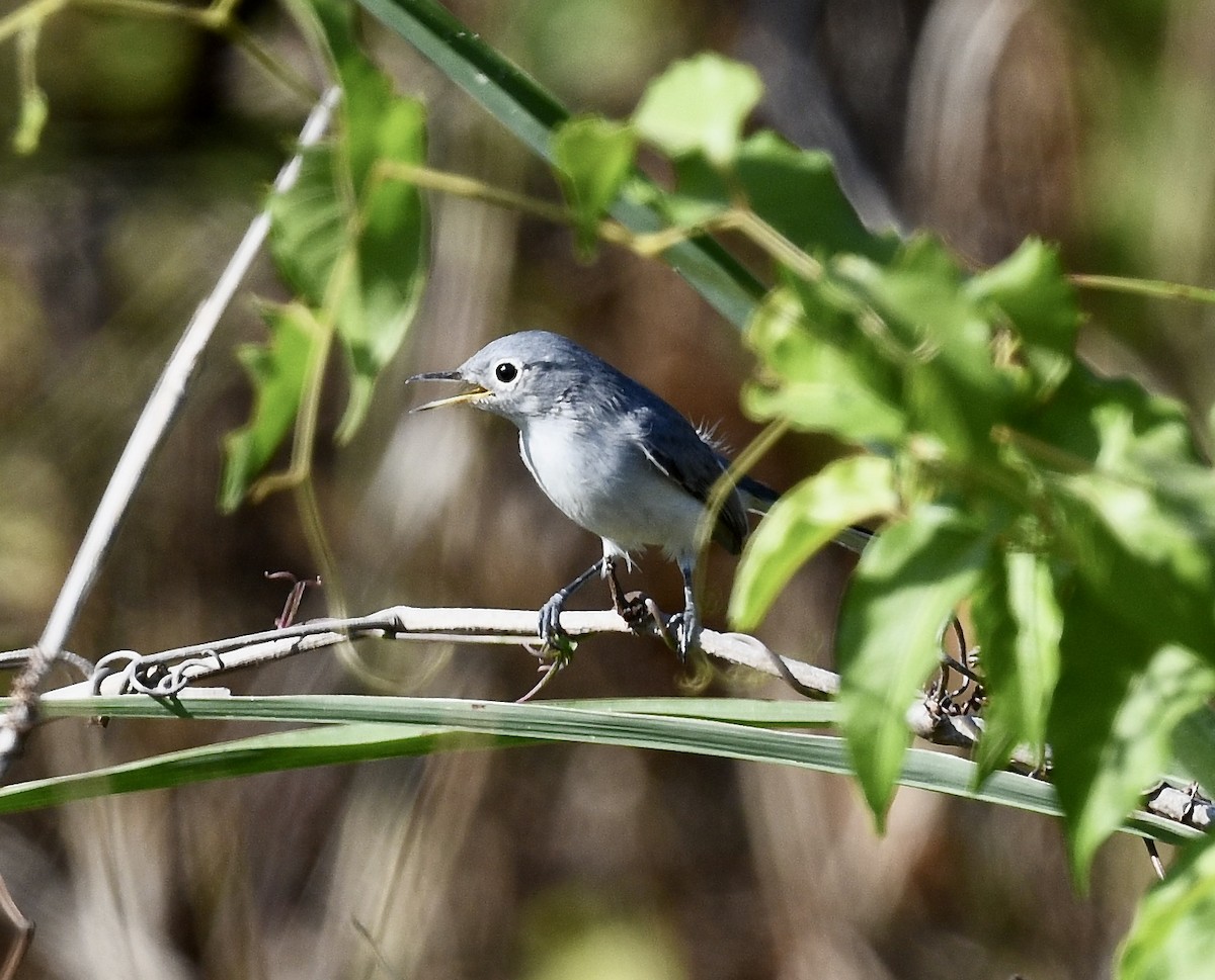 Blue-gray Gnatcatcher - ML625531280
