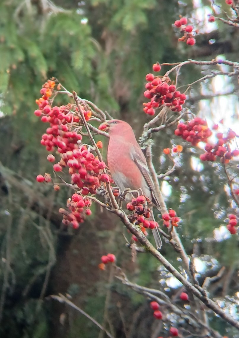 Pine Grosbeak - ML625531283