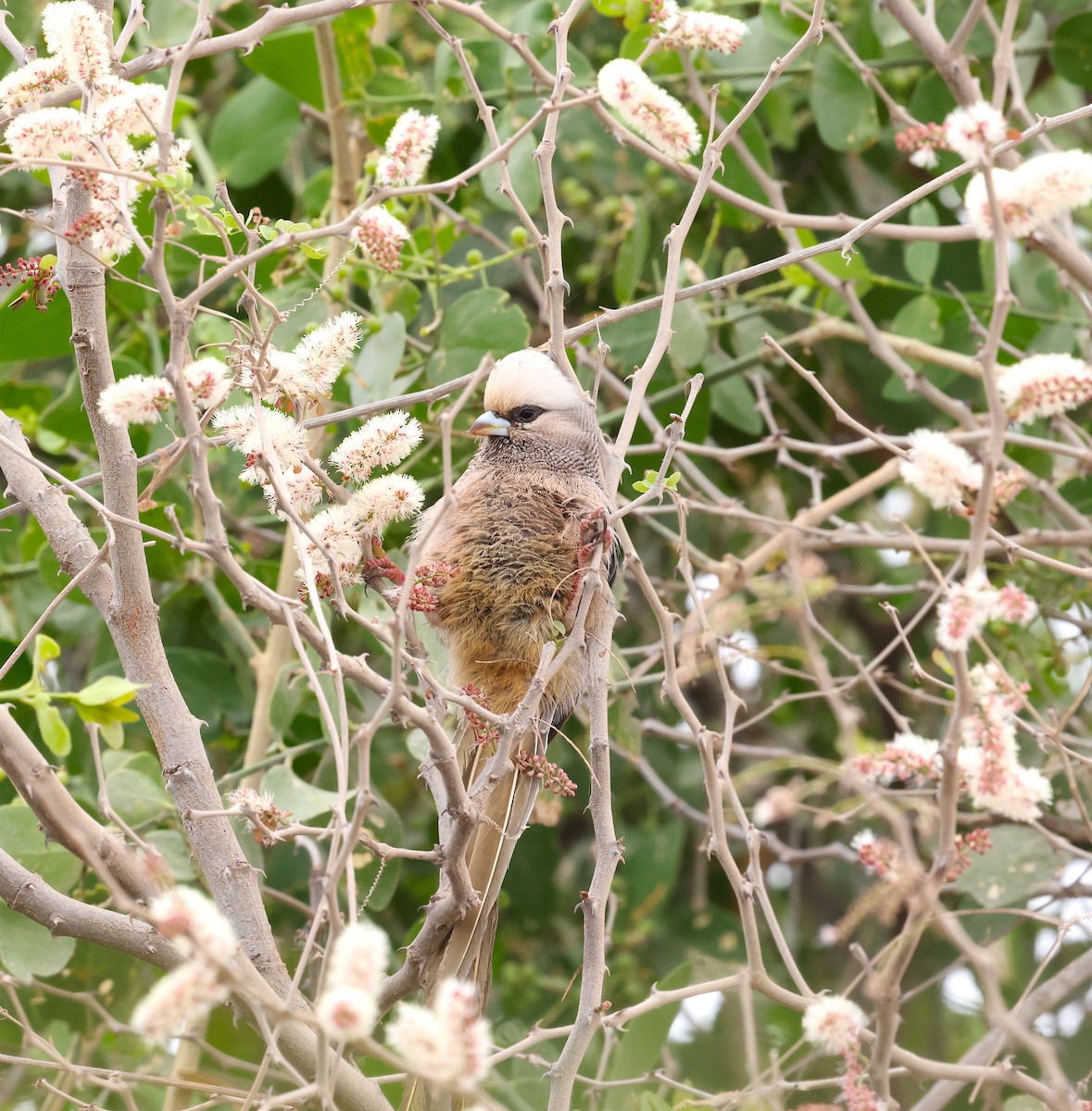 White-headed Mousebird - ML625531312