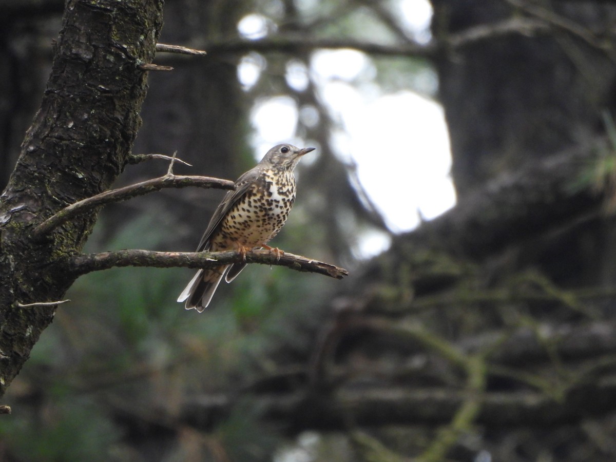 Бужмаг хөөндэй - ML625531315