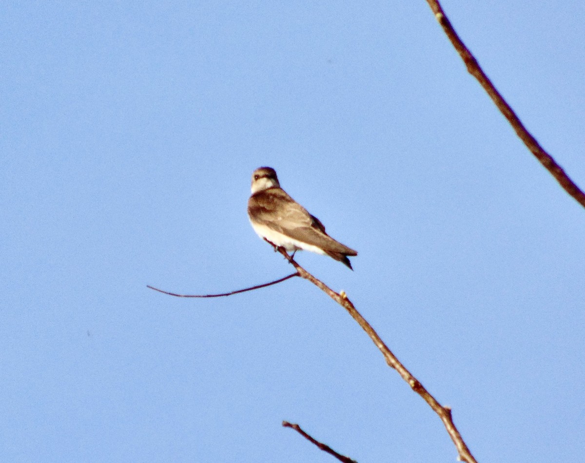 Northern Rough-winged Swallow - ML625531324