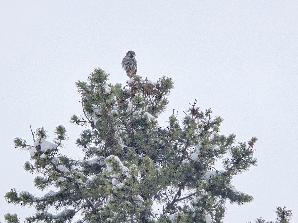 Northern Hawk Owl - ML625531332