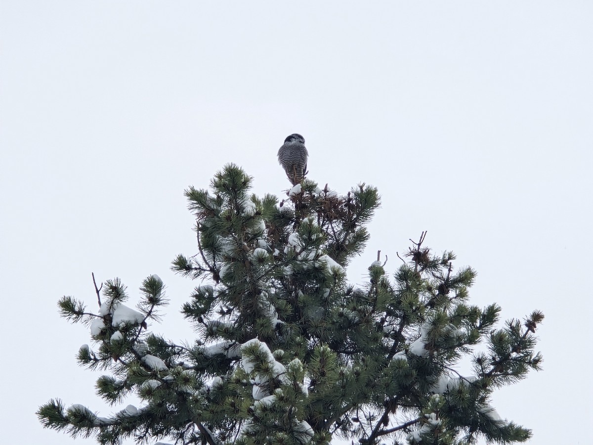 Northern Hawk Owl - ML625531340