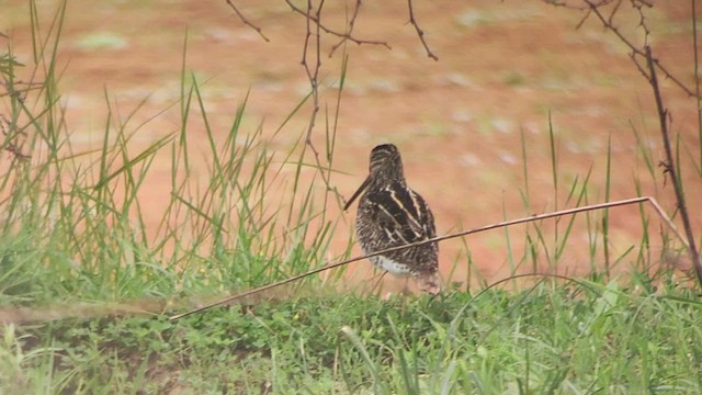 Pantanal Snipe - ML625531366