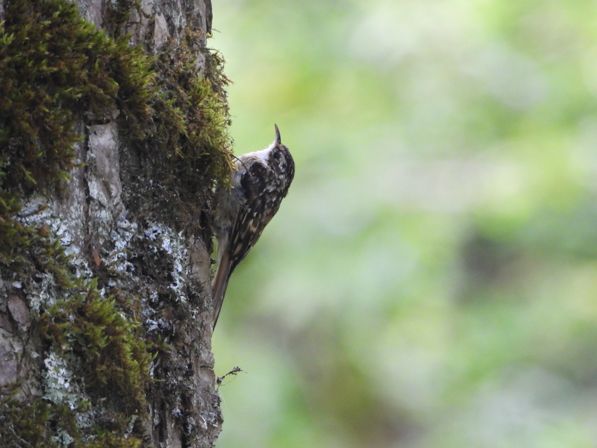 Sichuan Treecreeper - ML625531417