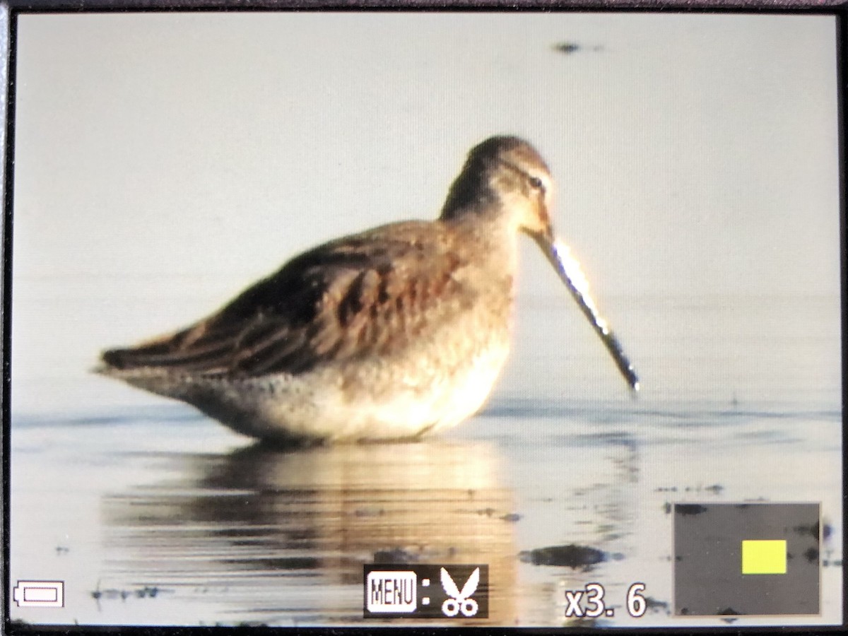 Long-billed Dowitcher - ML625531479