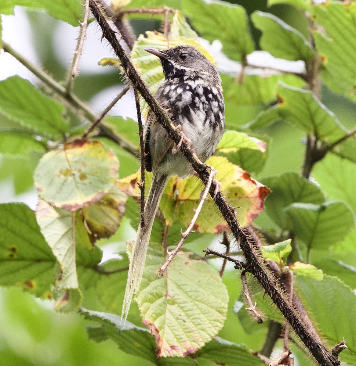 Black-throated Prinia - sarbjeet kaur