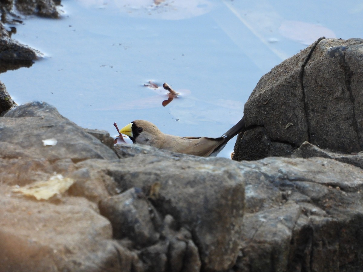 Masked Finch - ML625531762