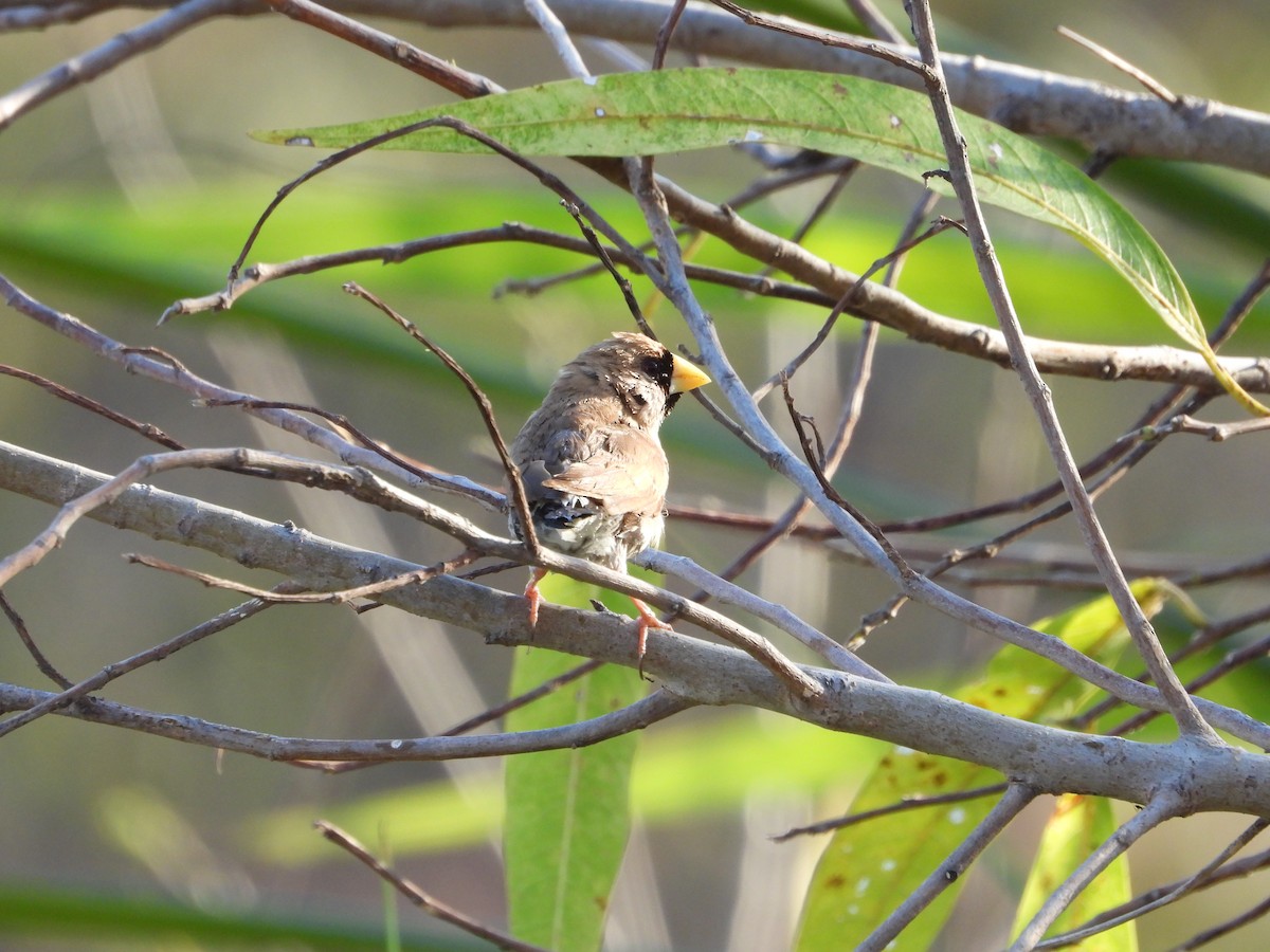 Masked Finch - ML625531774