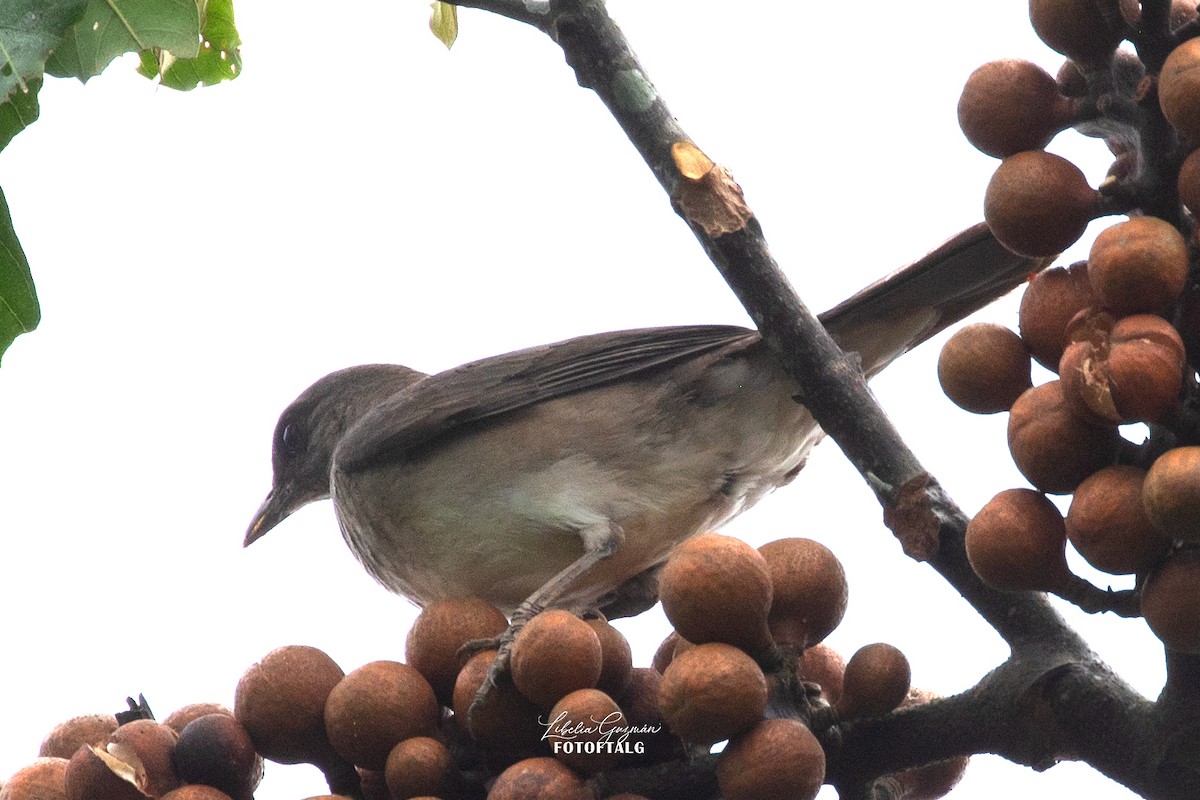 Black-billed Thrush - ML625531784