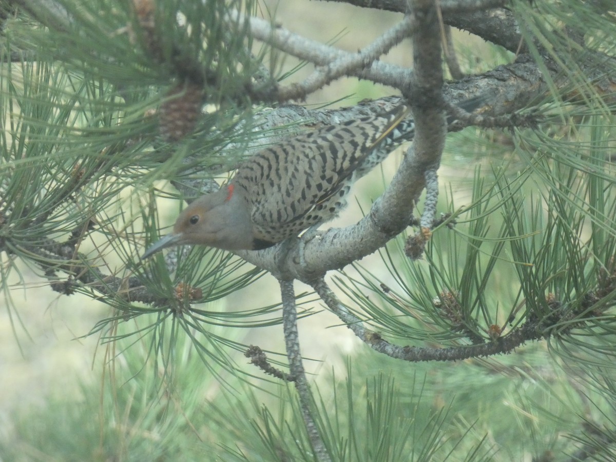 Northern Flicker (Yellow-shafted x Red-shafted) - ML625531866