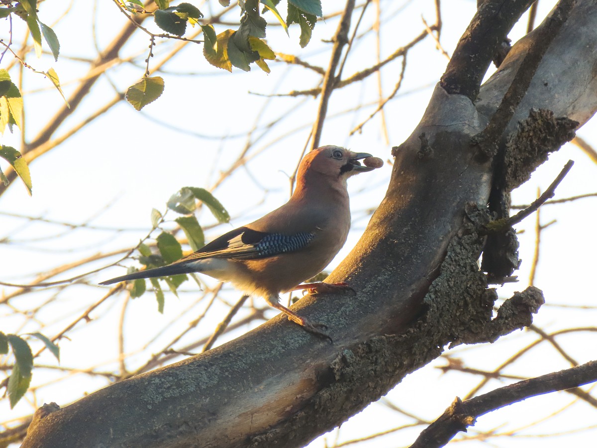 Eurasian Jay - ML625531918