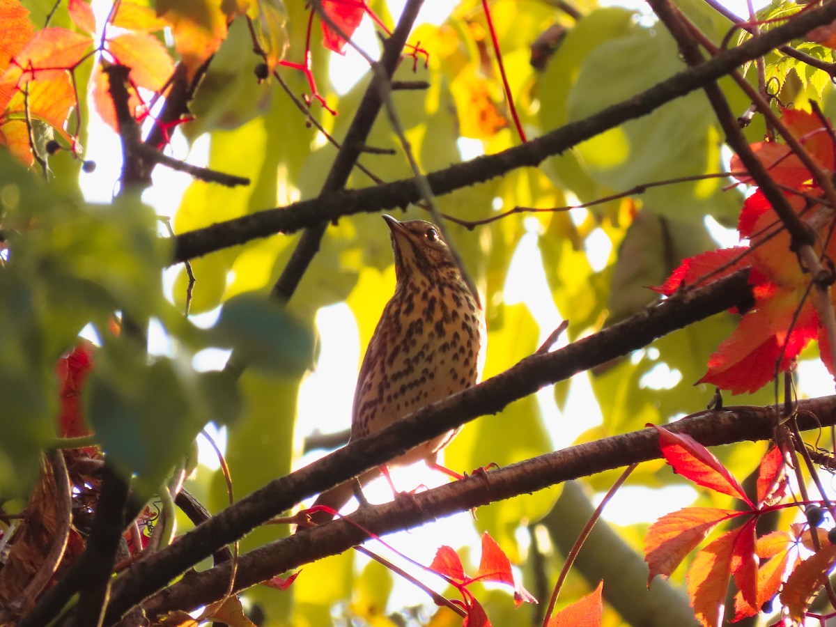 Mistle Thrush - ML625531927