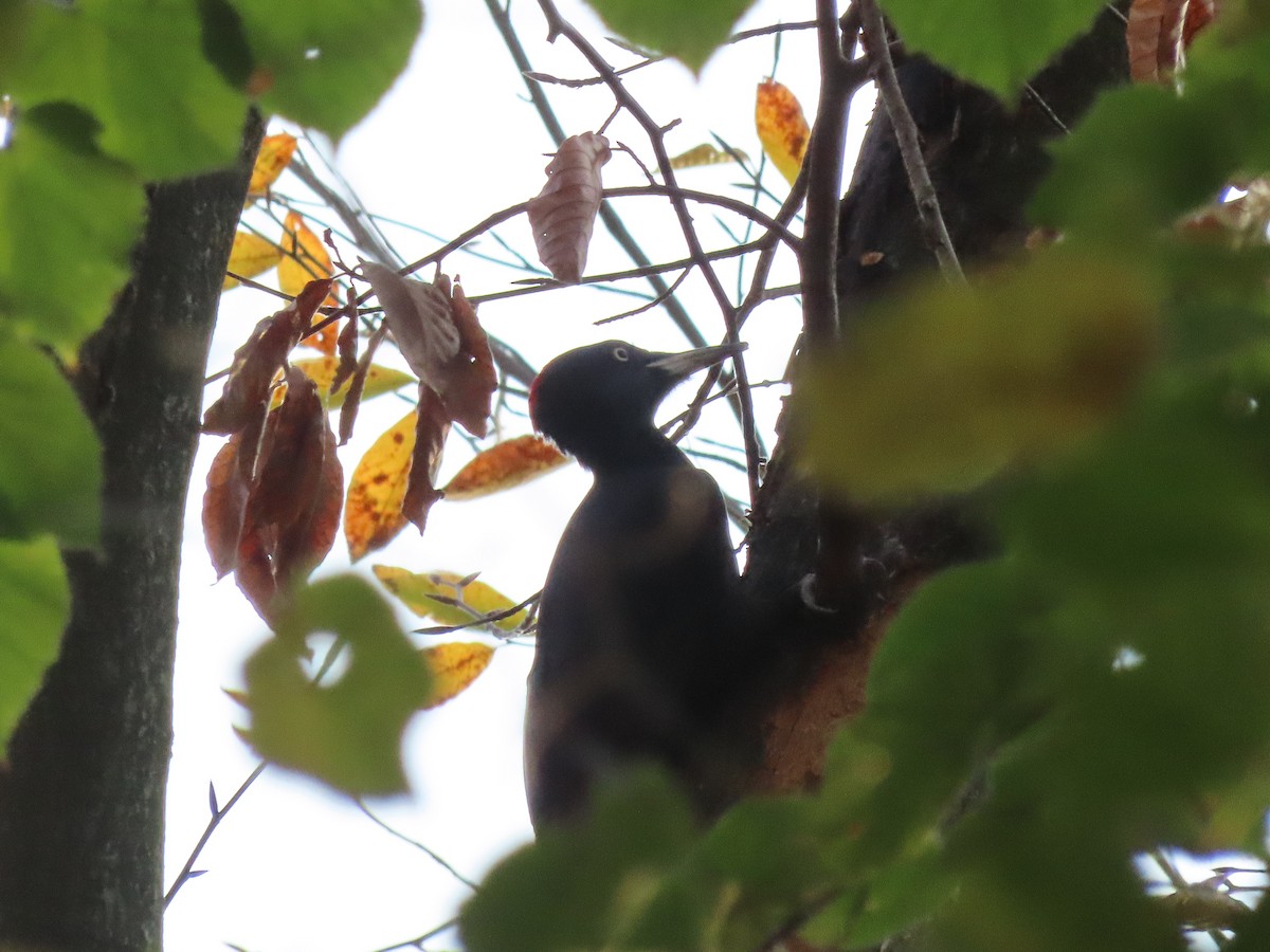 Black Woodpecker - ML625531933