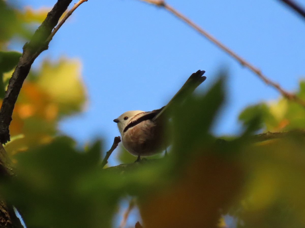 Long-tailed Tit - ML625531934