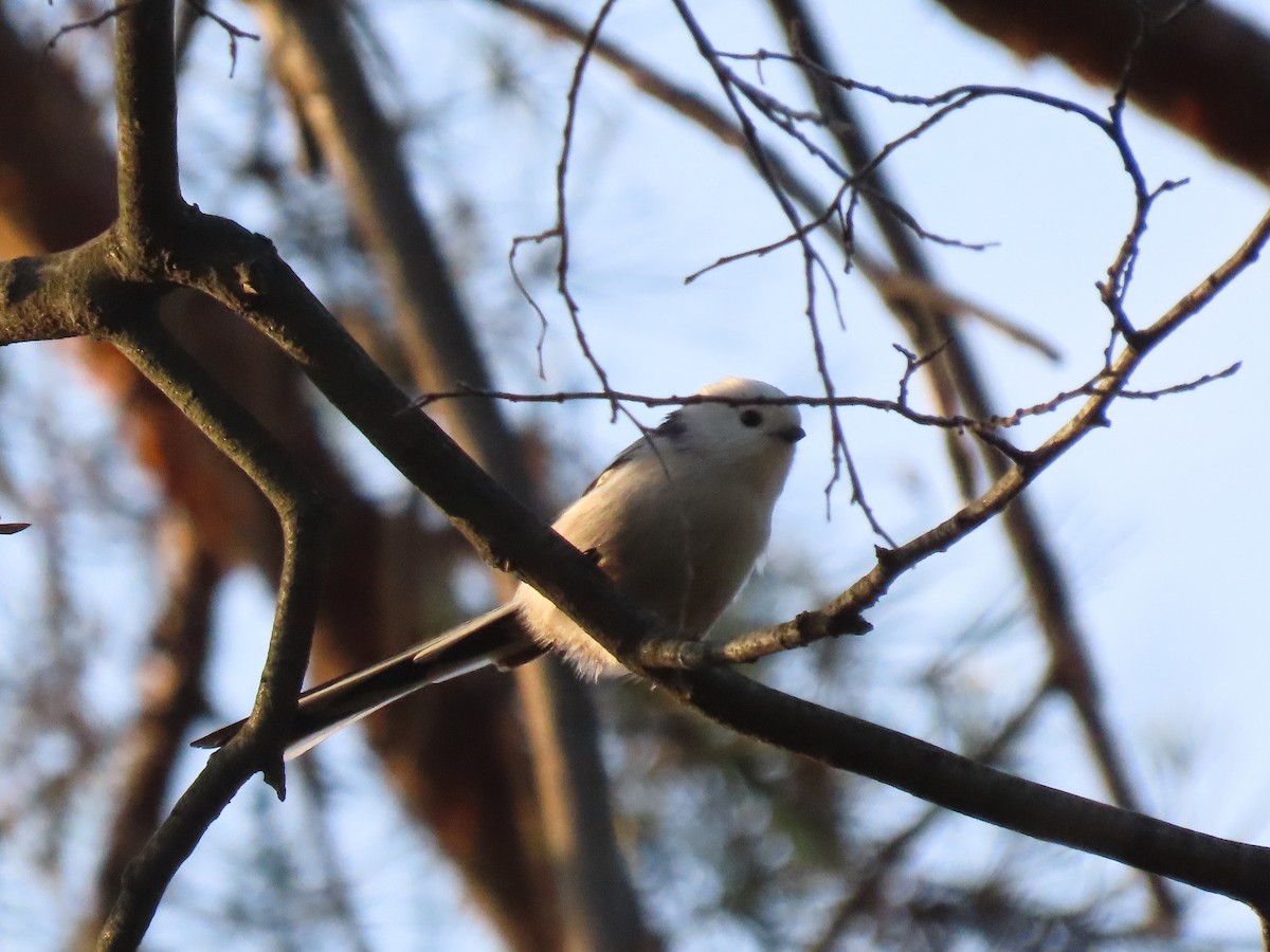 Long-tailed Tit - ML625531938